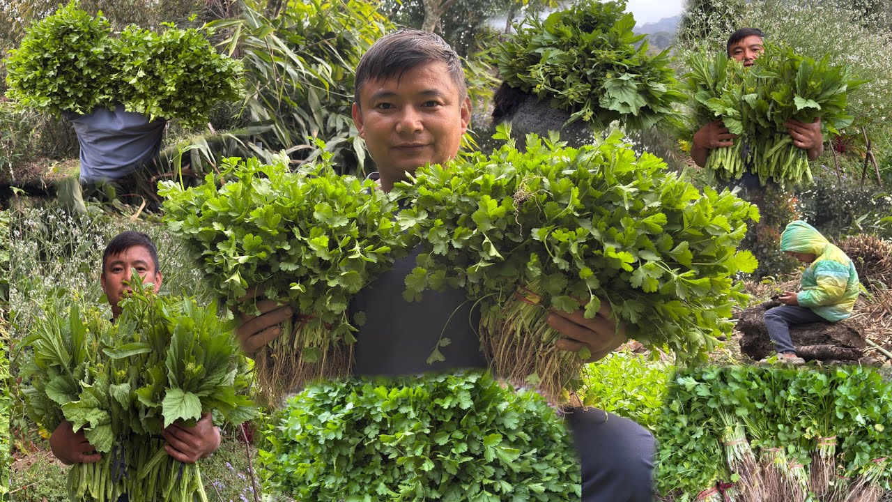 Organic Vegetables Dhaniya Duku Kati Dami Wow || Rural Life In Village Vlog ||