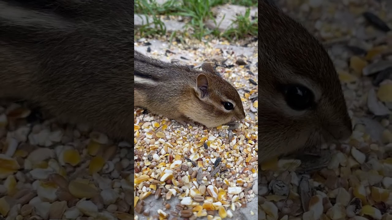 The Chippys are shy 🐿 After a Storm ⛈