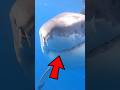 Sharks Run From This Ocean Predator 😳