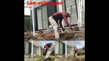 Công việc tts tại Nhật- cắt tỉa cây cảnh Nhật bản P2-2