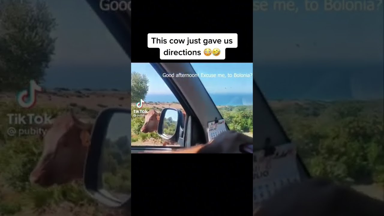 Cow Giving Out Directions 