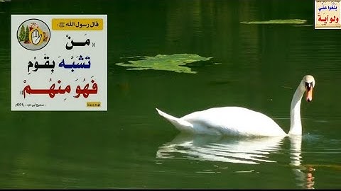 القرآن الكريم "تلاوة خاشعة سورة القلم لشيخ سعود الشريم holy quran