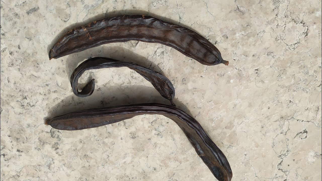 A whole street of St. John's Bread / Carob (Ceratonia siliqua)