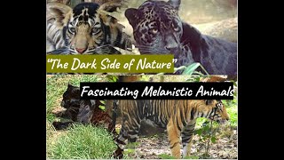 Do black tiger exist? - A brief look at melanistic animals