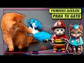 Guía completa de PRIMEROS AUXILIOS para gatos: ¡Aprende a salvar vidas felinas!😺 LA GATERÍA TV