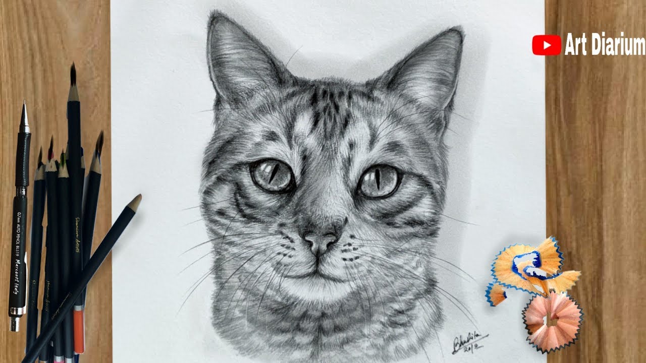 Pet Kitten Drawing, Cat Design, Realistic Cat Realistic Cat