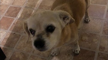 Cambered bar speed squats with 3 chains
