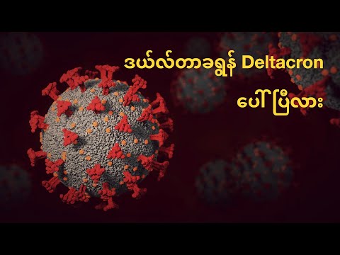 ဒယ်လ်တာခရွန် Deltacron မျိုးကွဲ ပေါ်ပြီလား? Delta မျိုးကွဲရဲ့ဗီဇ Omicron မျိုးကွဲလို ပြုမူတဲ့လက္ခဏာ