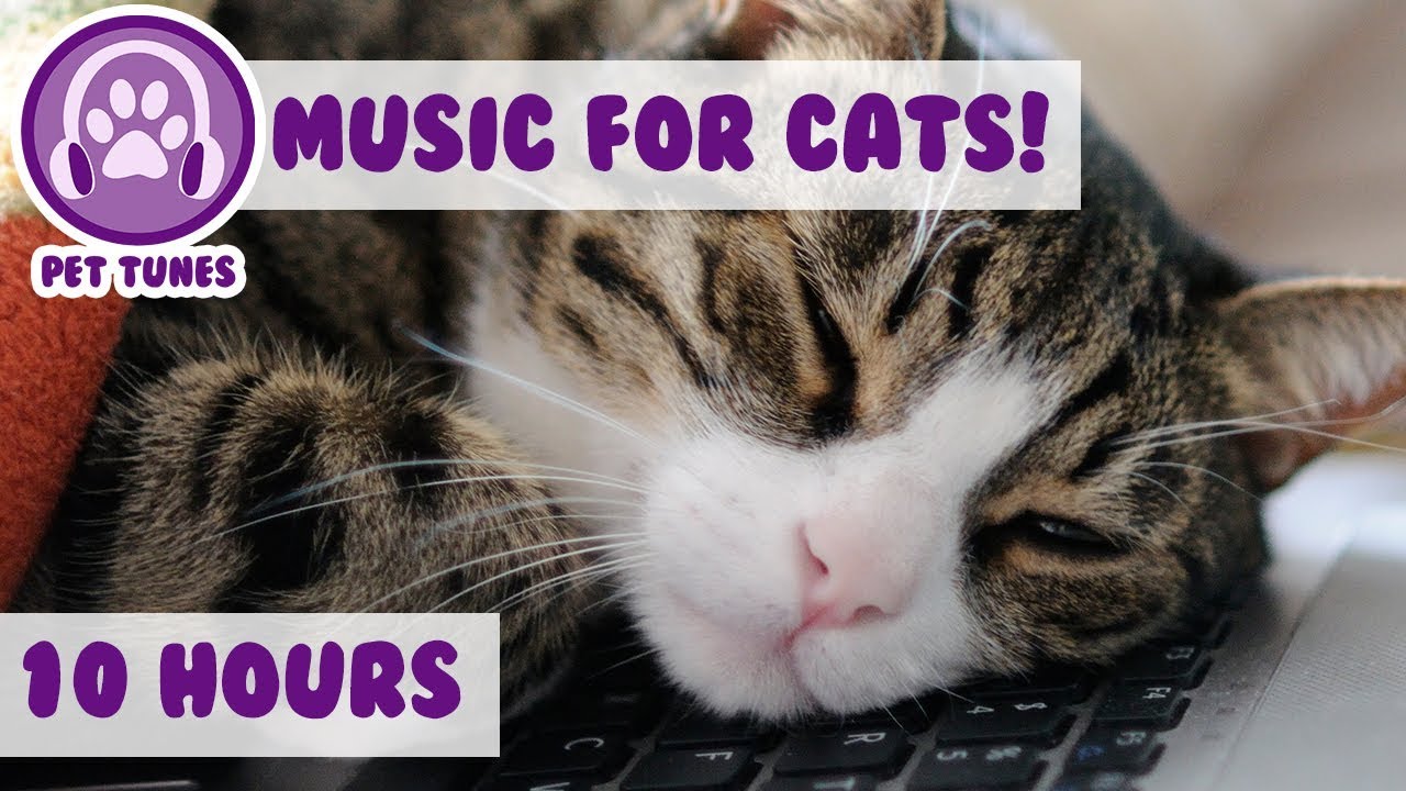 Help Your Cat Destress and Relax With Our Tranquil Music! Help Your Cat