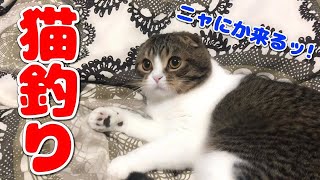 朝から猫を一本釣りするお姉さん【スコティッシュフォールド】【Scottish Fold】