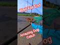 Perfect Dog Catch #dog #streetdogrevival #catch #pets #animals