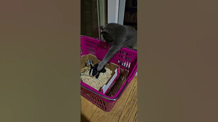 Video 9413771: russian blue kitty cat, russian blue baby, kittycat kitties, cat newborn baby