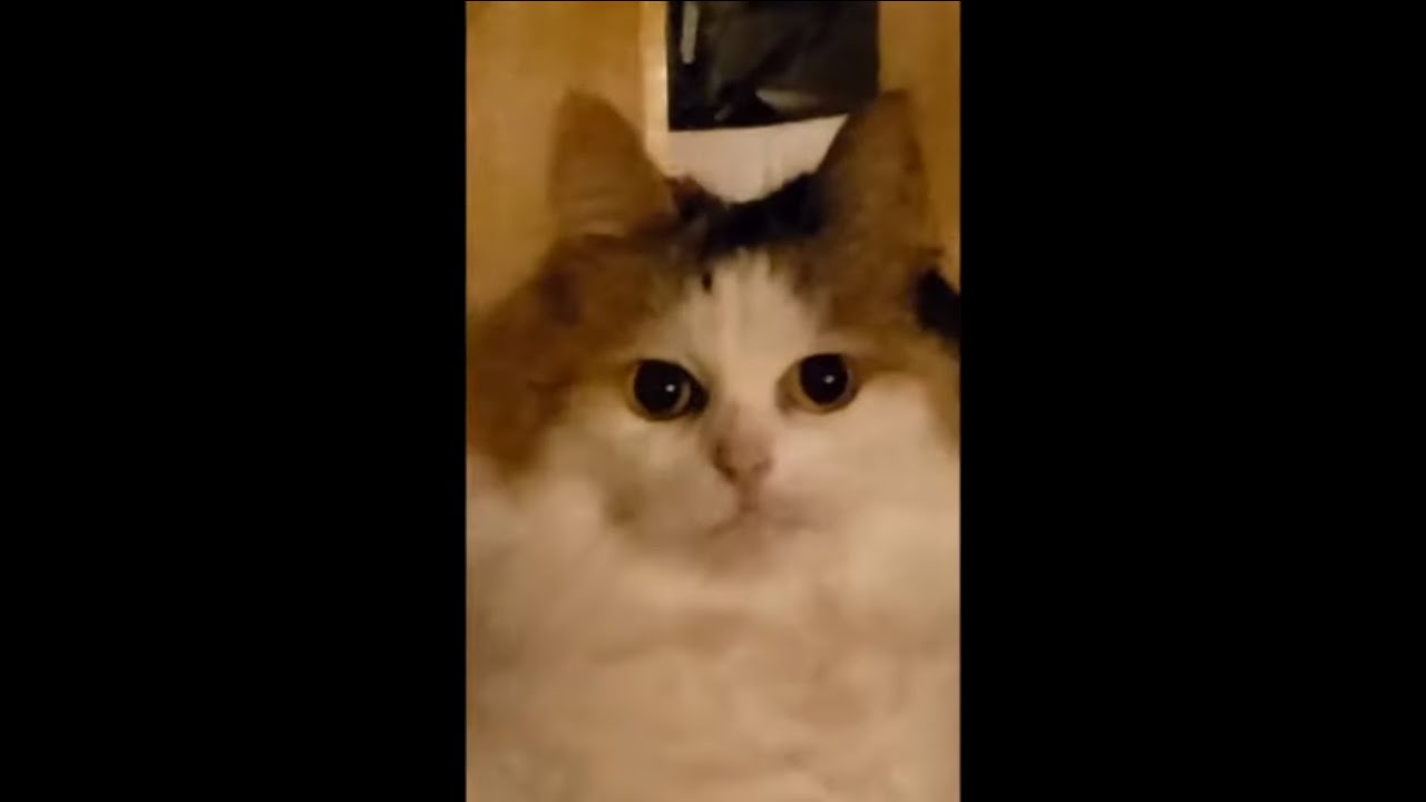 Cat Staring At Owner While He Videos Another YouTube