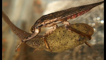 Aquatic Insects: Voracious predators, architects, and environmental indicators