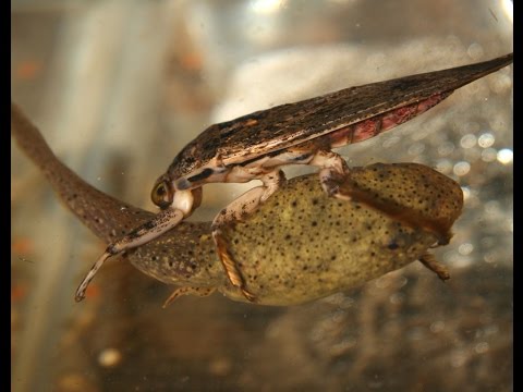 Aquatic Insects: Voracious predators, architects, and environmental indicators