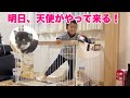 【子犬のお迎え準備】可愛い豆柴子犬を迎えるために、わが家で揃えた物をご紹介(^^)　[Shiba Inu / Mameshiba/Puppy]
