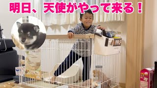 【子犬のお迎え準備】可愛い豆柴子犬を迎えるために、わが家で揃えた物をご紹介(^^)　[Shiba Inu / Mameshiba/Puppy]