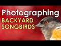 Backyard Songbird Photography - How to Photograph Songbirds from Backyard Photo Blind