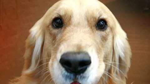 17 Зеркала, Аффилиаты, Клоны сайтов.