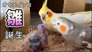 冬真っ只中ですがオカメインコの雛が生まれました！可愛いにも程がある‥♡けど大問題が１つ‥