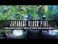 Unveiling the secrets of creating bonsai with 2yearold japanese black pines