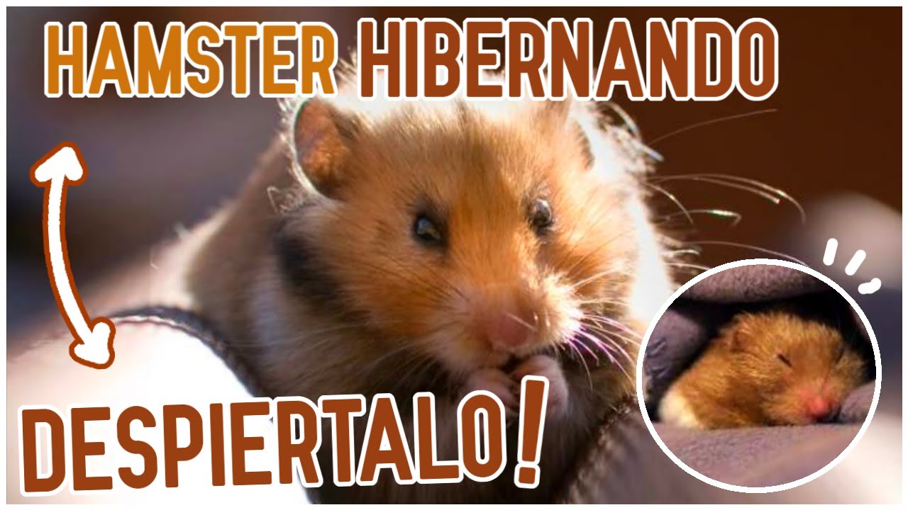Como Saber Si Un Hamster Esta Hibernando Como DESPERTAR un HAMSTER HIBERNANDO - YouTube