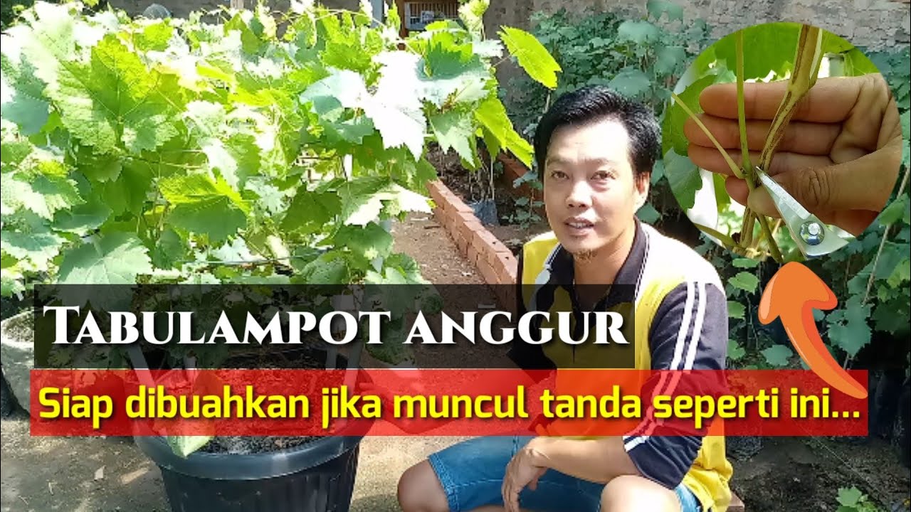 cara membuahkan anggur didalam pot || Tabulampot Anggur