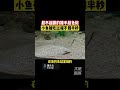 9月22日河北秦皇岛,越不起眼的猎手越危险,小鱼被吃过程不到半秒
