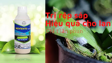 Hướng dẫn cách trị rệp sáp, rệp trắng bằng Movento hiệu quả trên cây Lan - Vườn Hoa Lan Hoàng Nhân