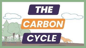 What Is the Carbon Cycle? | Simple Breakdown for APES, IGCSE, A-Level