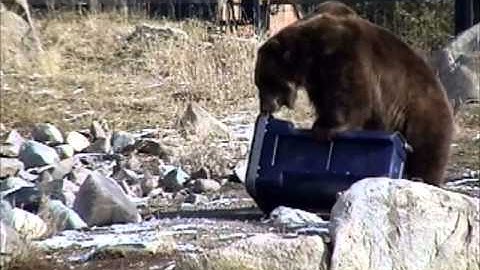 The Bear Cart™ from Cascade Cart Solutions