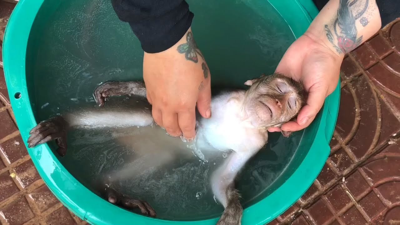 Wow!! Baby Monkey Alex Swiming What Happened Alex