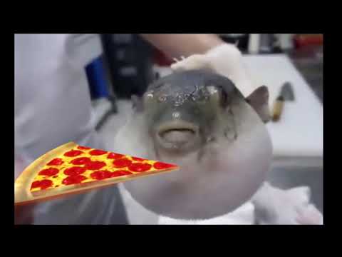 pufferfish-eating-roblox-pizza.