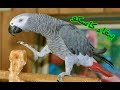 ببغاء كاسكو - زنجباري يلعب مع صاحبه ويتحدث اليه ويسلم عليه ويعطيه راسه african grey ببغاء افريقي