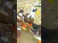 Shorts new duck animals indian world dexter s worlduddokta tv noal farm hello kisaan