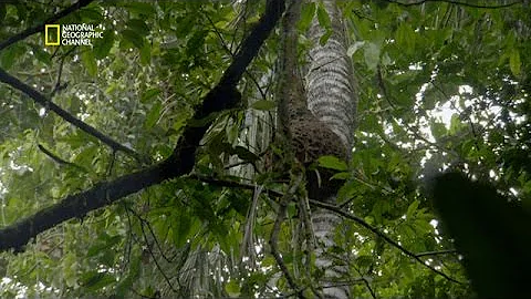 Pourquoi les abeilles attaquent ?
