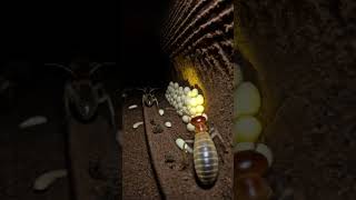 The Inner Life of a Termite Mound — POV Micro-Camera Footage | Scientific Documentary