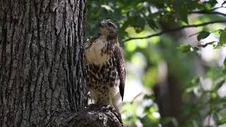 Canon EOS R5 - RF100-500 - 4K60 Standard IPB - Red-tailed hawk