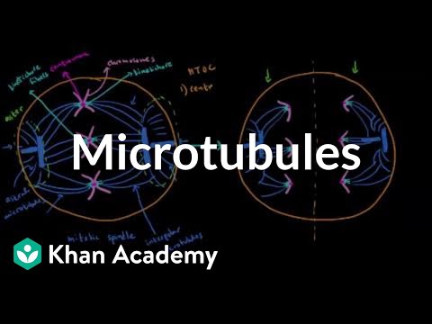 Video: Kāda ir mikrotubulu struktūra un funkcija?