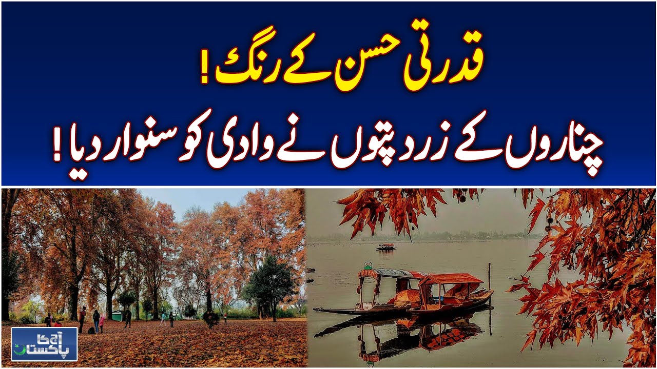 Kashmir Autumn Leaves | Chinar Trees Beauty | Muzaffarabad Fall Scenery - Aaj news