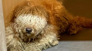 52 Extremely Neglected Puppy Mill Dogs Rescued