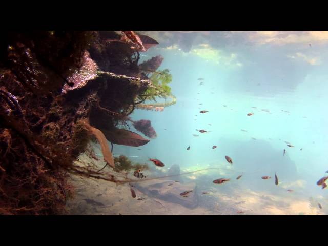 Watch biotope rivière eau douce (Thaïlande Krabi) Betta tour 2012 on YouTube.