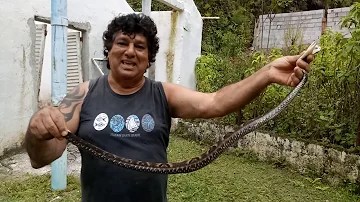 Quais são as doenças hemorrágicas?