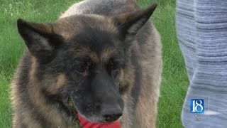 Rescued dogs find forever homes