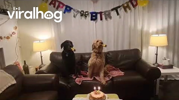 A Doggone Happy Birthday Celebration || ViralHog