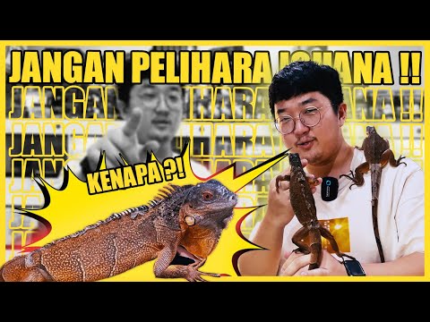 Video: Apakah iguana ekor berduri hewan peliharaan yang baik?