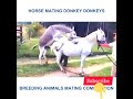 2021 #Donkey_mating_style (New Video)