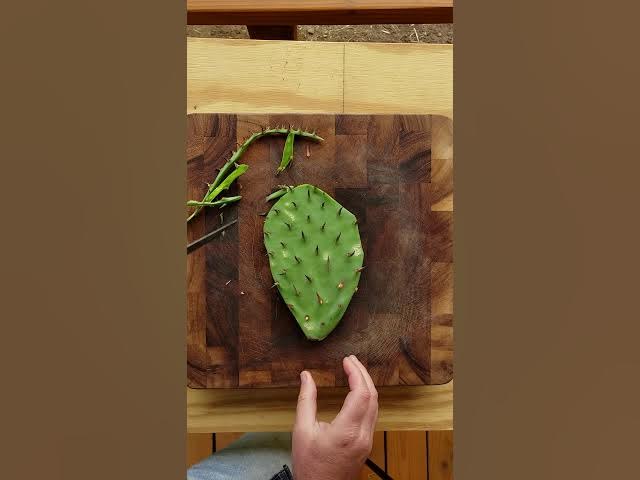 TOOL TO PEEL NOPALES IN SECONDS - HOW TO DO IT AT