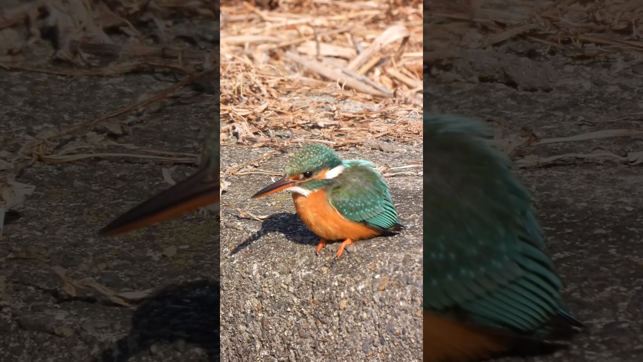 宝石の色のようなカワセミ