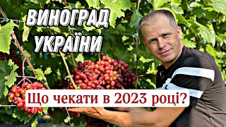 Виноград України! Новинки 2023 р.